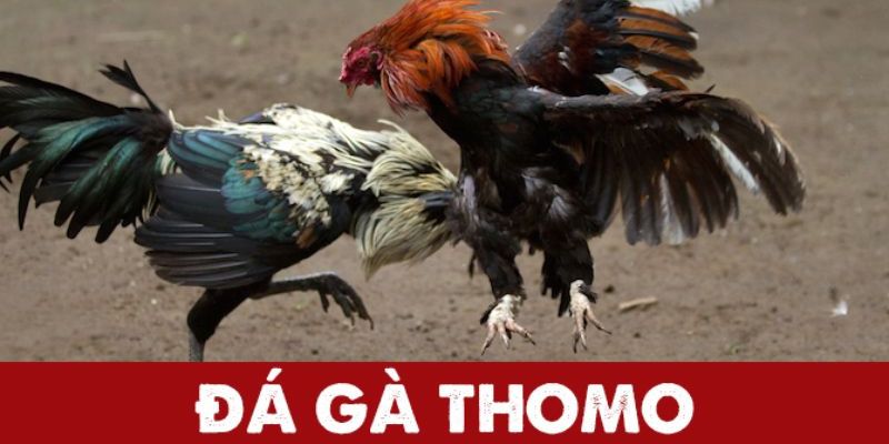 Đá gà Thomo là gì? 